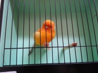 /album/%cf%84%ce%b1-%cf%80%ce%bf%cf%85%ce%bb%ce%ac%ce%ba%ce%b9%ce%b1-%ce%bc%ce%b1%cf%82/yellow-cock-2014-jpg/